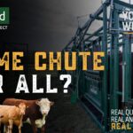 Can you use the same chute for mature cows & calves?