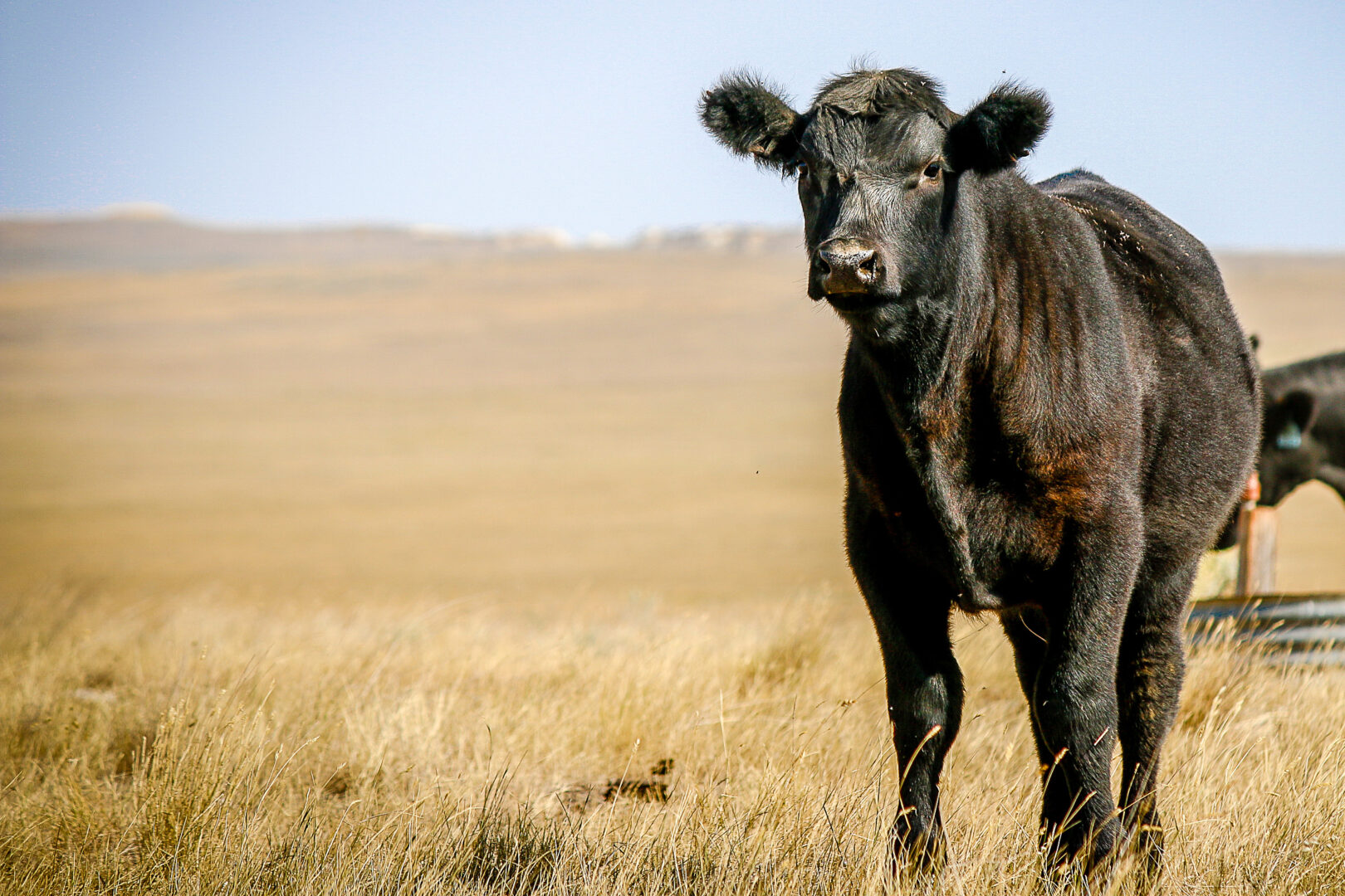 Cattle Landing Header